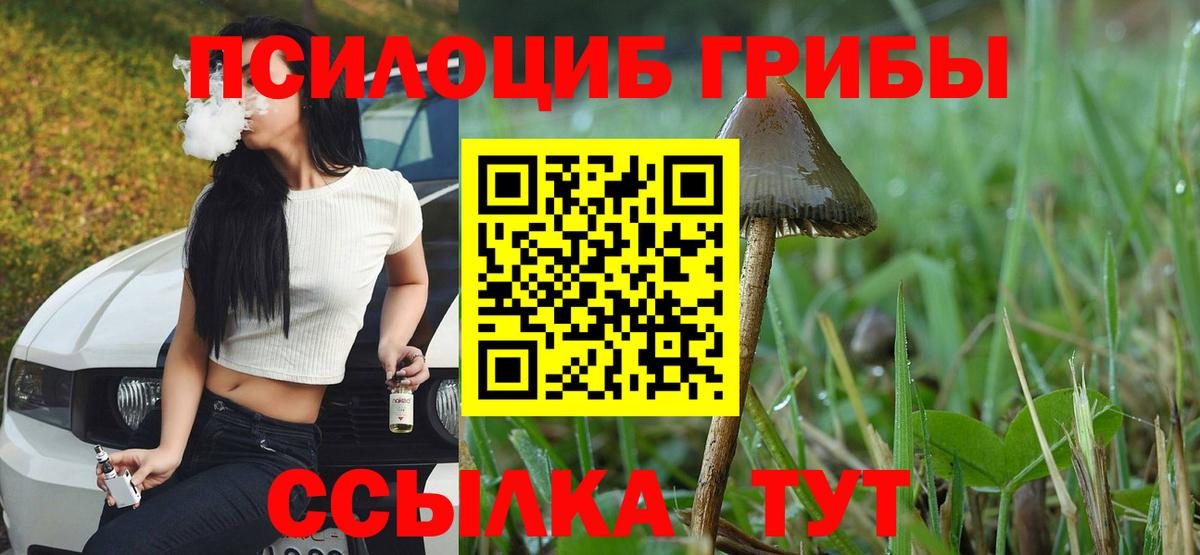 цена наркотик  Псилоцибиновые грибы мицелий  Вход с VPN  Псилоцибиновые грибы прущие грибы  Мценск 
